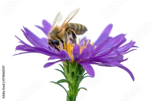 bee or honeybee Apis Mellifera isolated on white