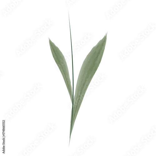 A simple watercolor drawing showcases a single flower stem. Two light green leaves branch out from the center stalk, creating a minimalist and natural botanical illustration.