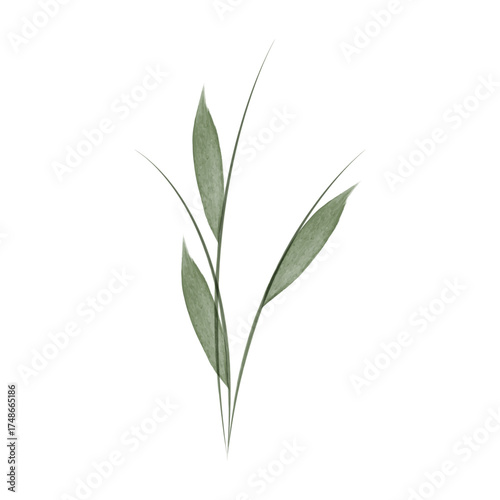This is a watercolor-style illustration of a green flower stem with simple leaves. It is a delicate vector graphic, suitable for designs about nature and conservation.