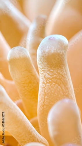 A close-up photograph of an anemone, revealing soft, finger-like appendages, highlighted in warm, gentle hues. Texture and form are detailed