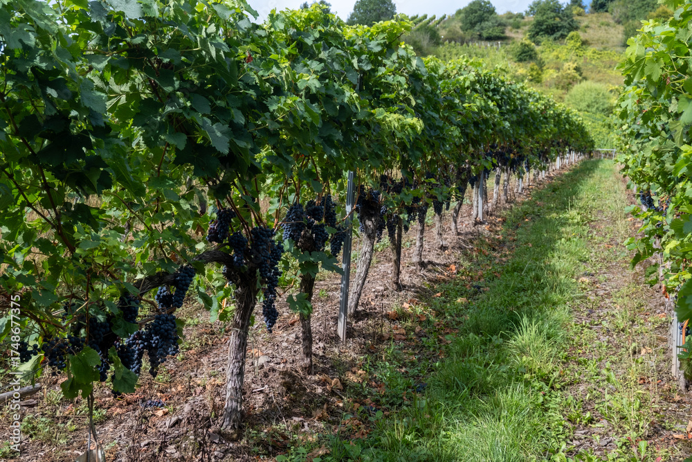 Naklejka premium Vineyards with ripe blue Pinot noir Spatburgunder grapes, rows of plants, harvest time in Calmont wine making region with steepest vineyard in Europe on Moselle river valley, Germany