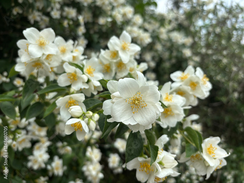 Jasmin flowers in garden. Philadelphus flowering bush closeup, mock orange fragrant blossom