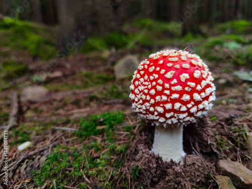 A red and white mushroom sitting on the ground in the woods
