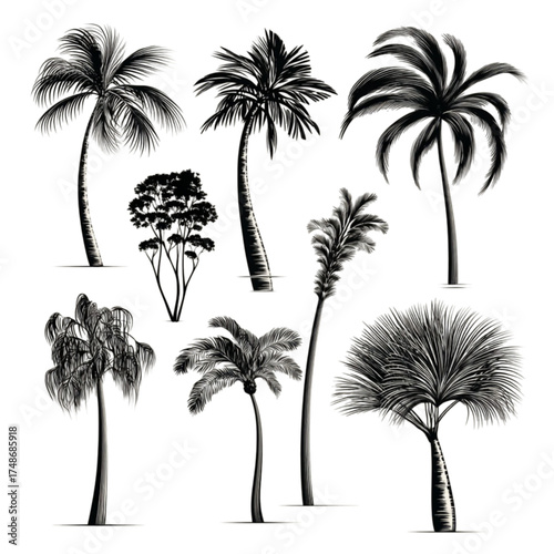 A diverse collection of hand drawn tropical palm tree illustrations.