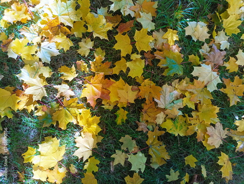 Autumn, yellow maple leaves lie on the green grass