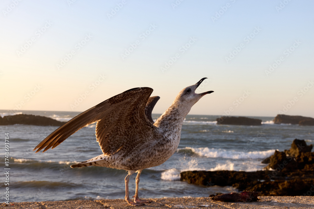 Ταπετσαρία A seagull sits on a rocky ledge by the sea in Essaouira, Morocco, squawking as t