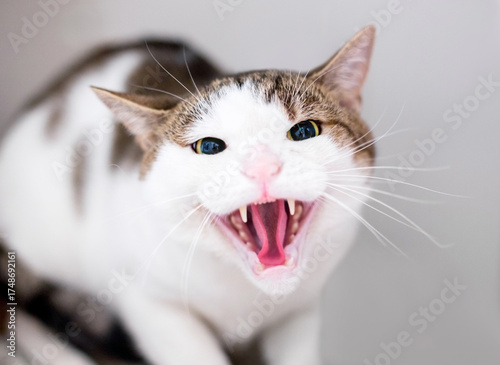 An angry shorthair cat hissing
