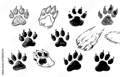 Collection of various animal paw prints and tracks isolated on a white background.