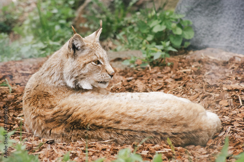 Canvas Print Eurasian lynx resting on ground in zoo habitat