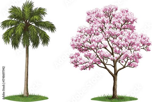 Palm tree with green fronds beside pink flowering tree, tropical and temperate contrast, botanical diversity, seasonal nature, isolated white background