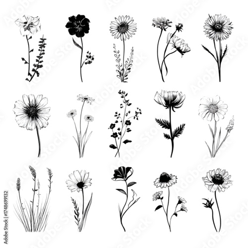 Set of Hand Drawn Black and White Botanical Wildflower Illustrations.