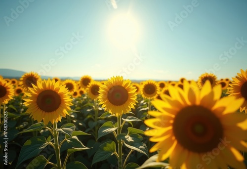 Vibrant Sunflower Field in Full Bloom Dancing in the Breeze Under a Clear Blue Sky