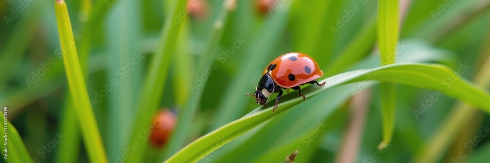 Fototapeta premium Close-up of a ladybug perched on a blade of grass, vibrant green background, nature scene, macro photography, insect, photography