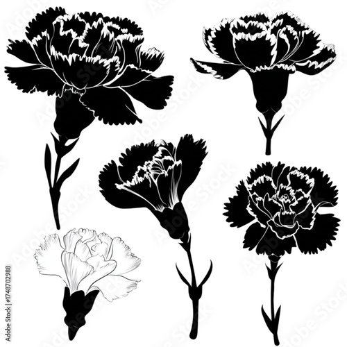 Set of five isolated carnation flower silhouettes and outlines.
