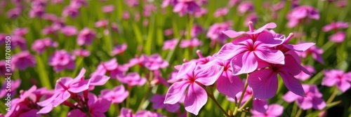 Vibrant pink flowers bloom abundantly in a sun-drenched field, creating a breathtaking carpet of color. Delicate petals unfurl against a backdrop of lush green, serenity, countryside, bloom