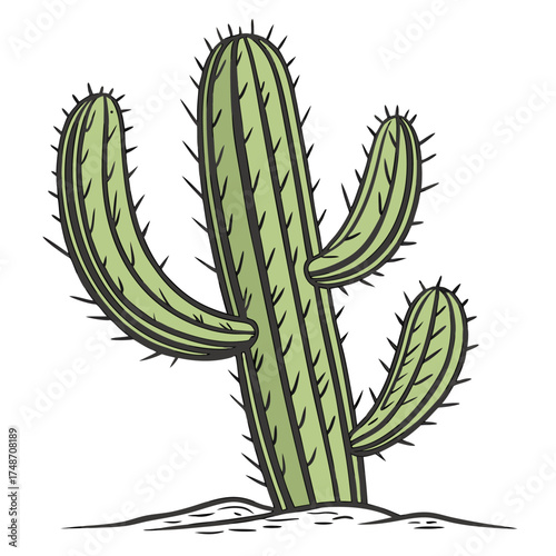 cactus isolated on white background