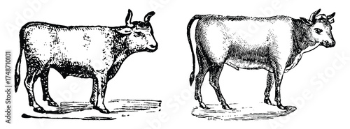 Vector art of two detailed vintage illustrations of cattle, showcasing different breeds or poses of cows in a traditional artistic style