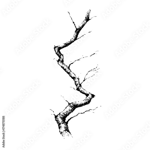 Abstract illustration of a plant with long leaves and stems on a white background in black and white style