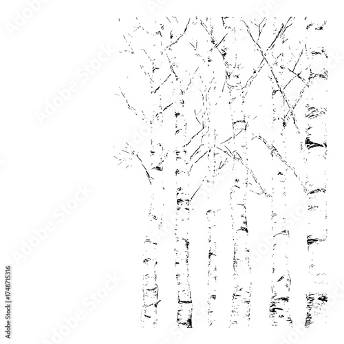 A stark monochrome illustration depicting a dense grove of birch trees with intricate branch details and textures