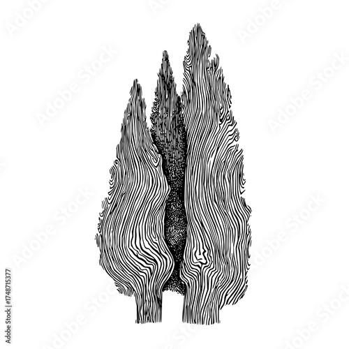 Illustration of a tree trunk with detailed bark texture in black and white on a white background view