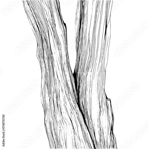 Illustration of a tree trunk with detailed bark texture and branching structure in black and white line art