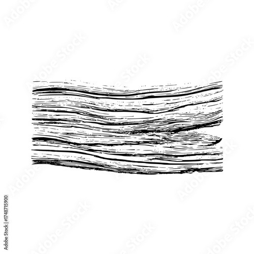 Detailed black and white illustration of a cross section of a tree trunk with visible growth rings