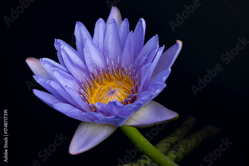 waterlily in pond