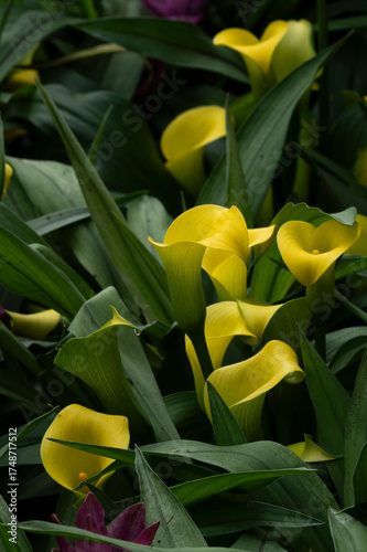 yellow callalily