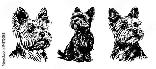 Yorkshire Terrier – detailed black and white vector illustration