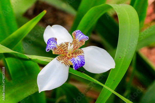 Photography Close-up of a White Walking Iris flower (Pseudo-blue Iris) with pure white sepals and central petals with striped patterns in blue-violet and reddish-brown