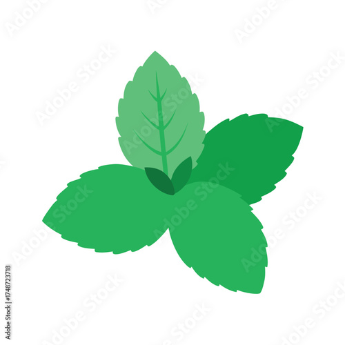 fresh mint leaves with aromatic texture