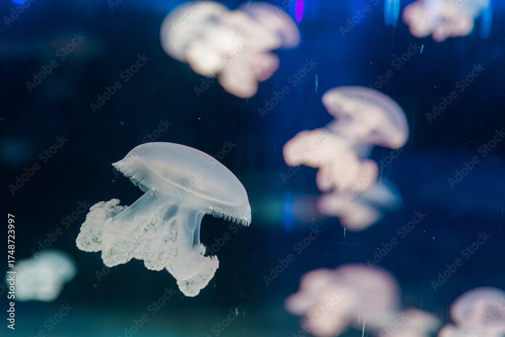 Fototapeta premium underwater photography jellyfish lychnorhiza lucerna, Marble jellyfish