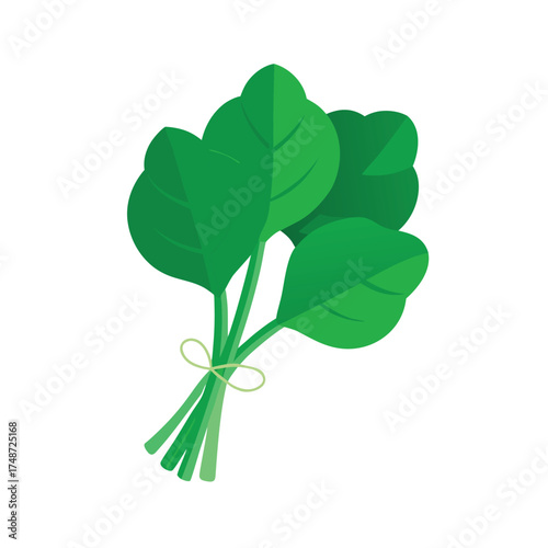 green leafy spinach bunch tied with string 