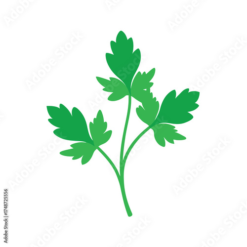  green parsley bunch with curly leaves 