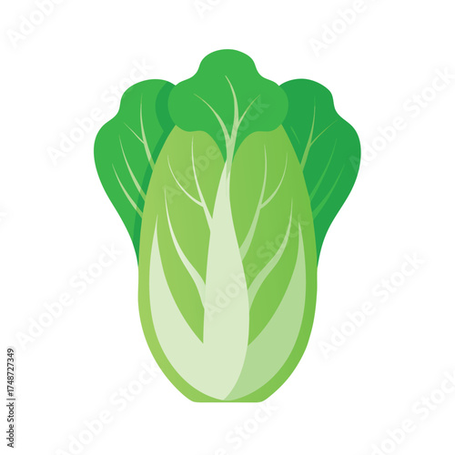 ight green chinese cabbage bok choy with detail