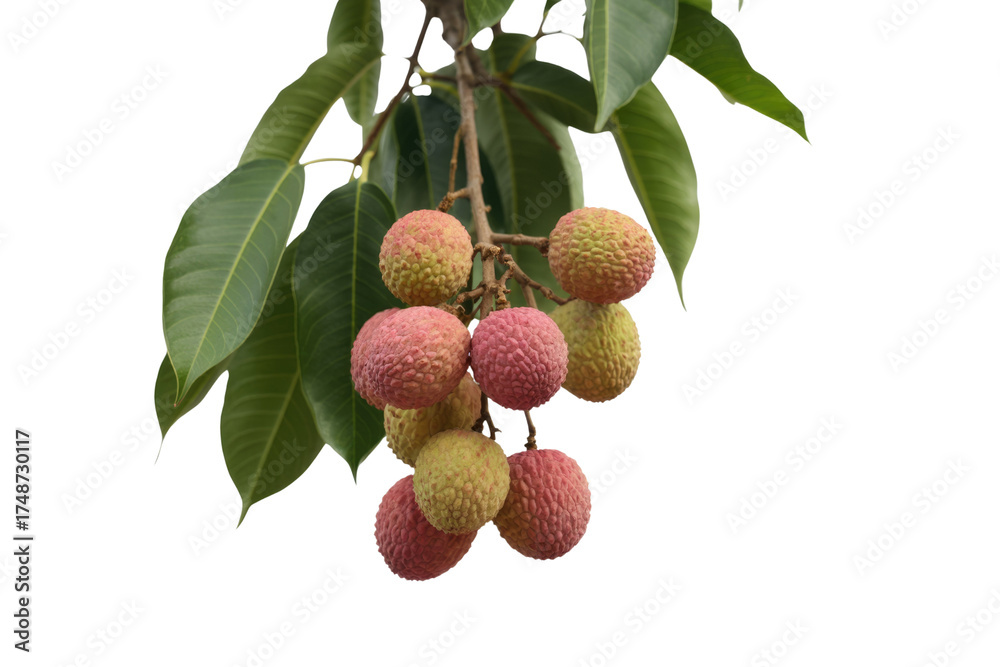 Obraz premium A bunch of ripe lychees hanging from a branch with green leaves, isolated on a transparent background. background removed