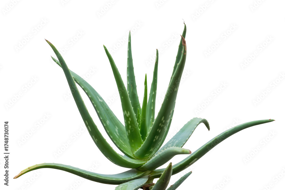 Fototapeta premium A vibrant green aloe vera plant with succulent leaves, isolated on a transparent background. background removed