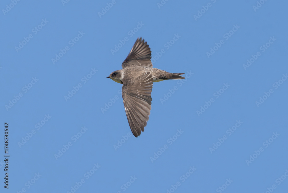 Obraz premium 青空を背景に飛翔するショウドウツバメ