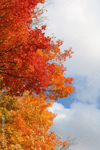 autumn trees in the forest