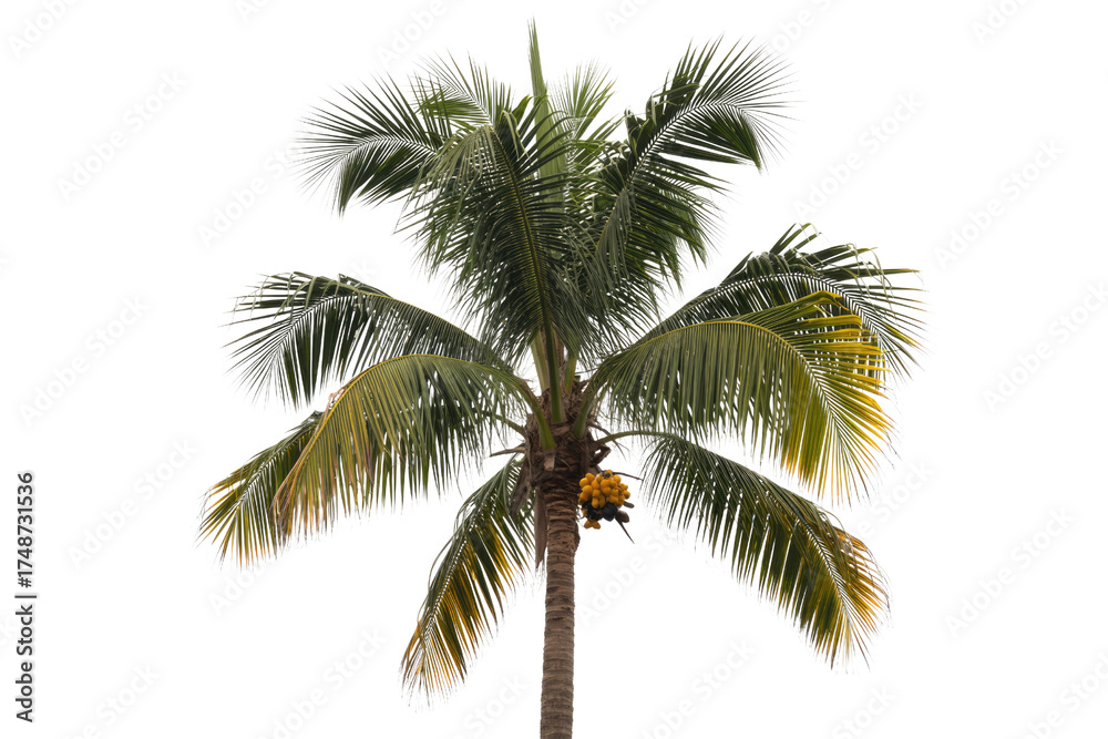 Fototapeta premium A tall coconut palm tree with lush green fronds and a bunch of yellow coconuts. background removed