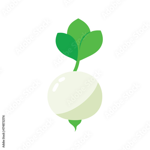 white radish with green leaves freshly pulled from 