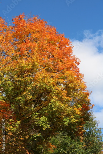 colorful autumn trees with blue sky