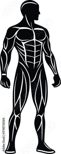 Muscular male anatomy silhouette showing muscle definition isolated on white background