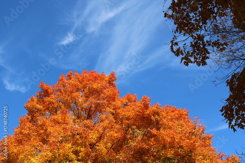 autumn trees in the park with blue sky
