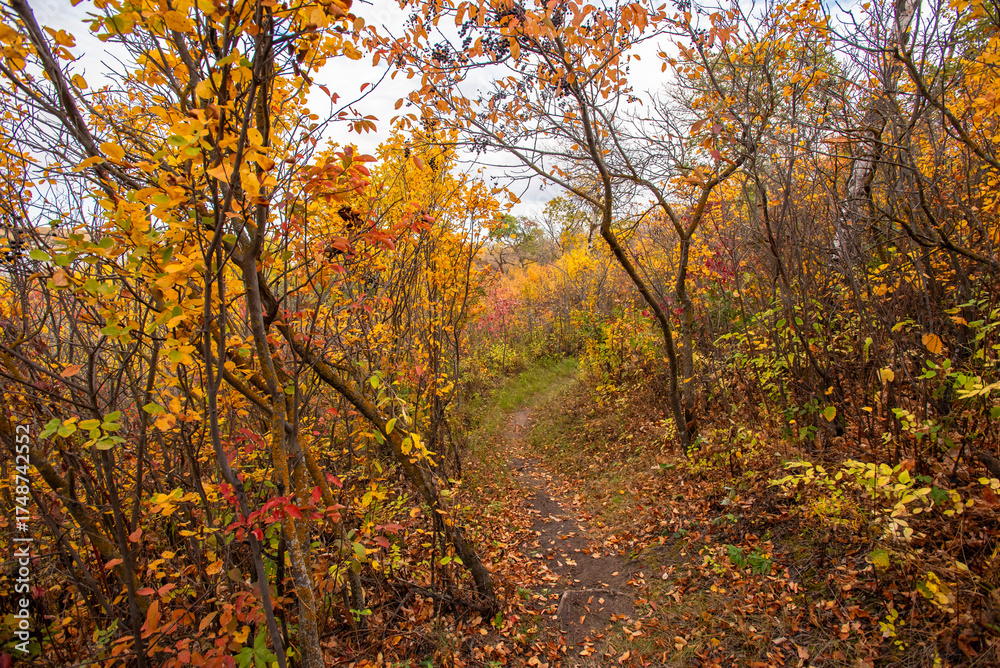 Fototapeta premium Autumn on the Canadian prairies