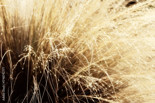 golden wheat field