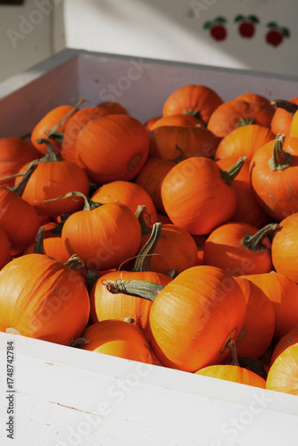 red and yellow mini pumpkins in a white bin
