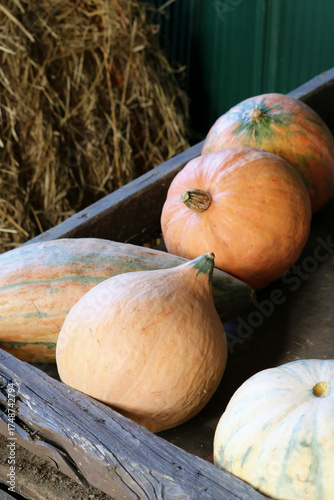 pumpkins and gourds on wooden table