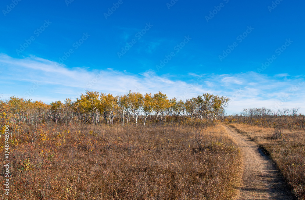 Fototapeta premium Douglas Provincial Park Sand Dune in Autumn