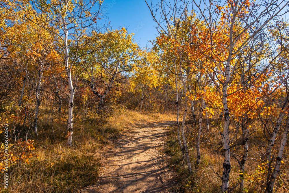 Fototapeta premium Douglas Provincial Park Sand Dune in Autumn